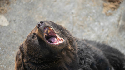 japan-killed-more-than-14000-bears-between-april-2025-and-january-2026-after-record-attacks-on-peopl.png