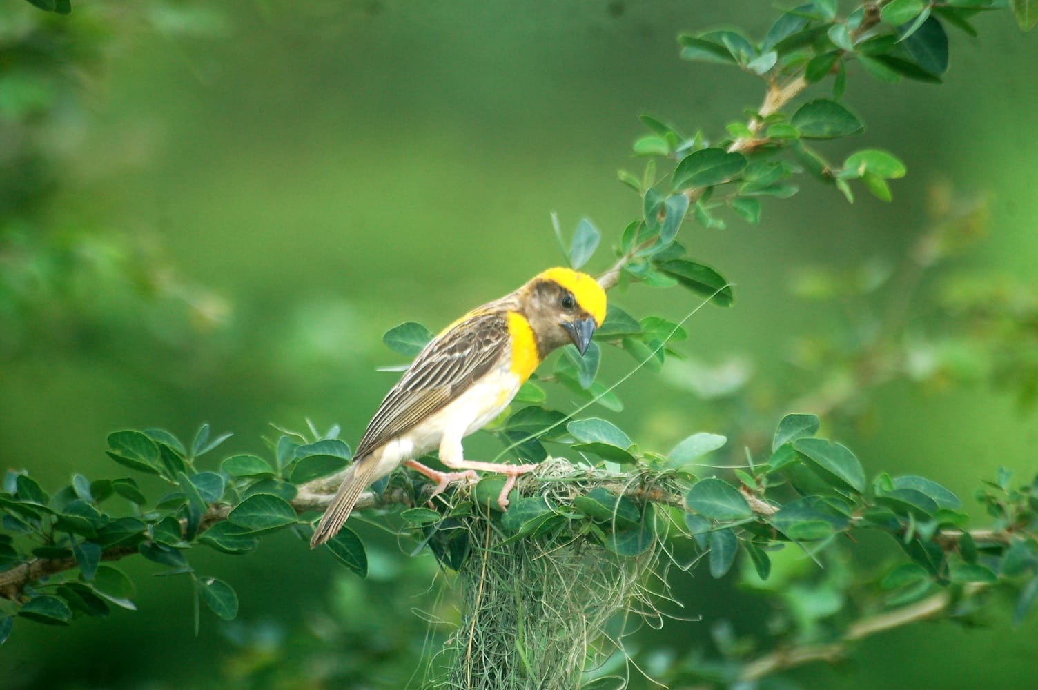 kanara-faliikacara_25f069d401f5b0ee6d7c1ea0c27465bf.jpeg