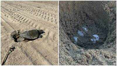 a-rare-olive-ridley-sea-turtle-has-laid-eggs-on-a-southern-california-beach-for-the-first-time-in-re.jpeg