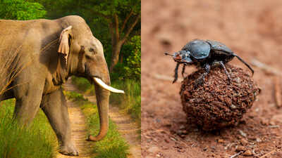 according-to-the-research-published-by-science-adviser-newsletter-dung-beetles-rarely-attract-the-at.jpeg