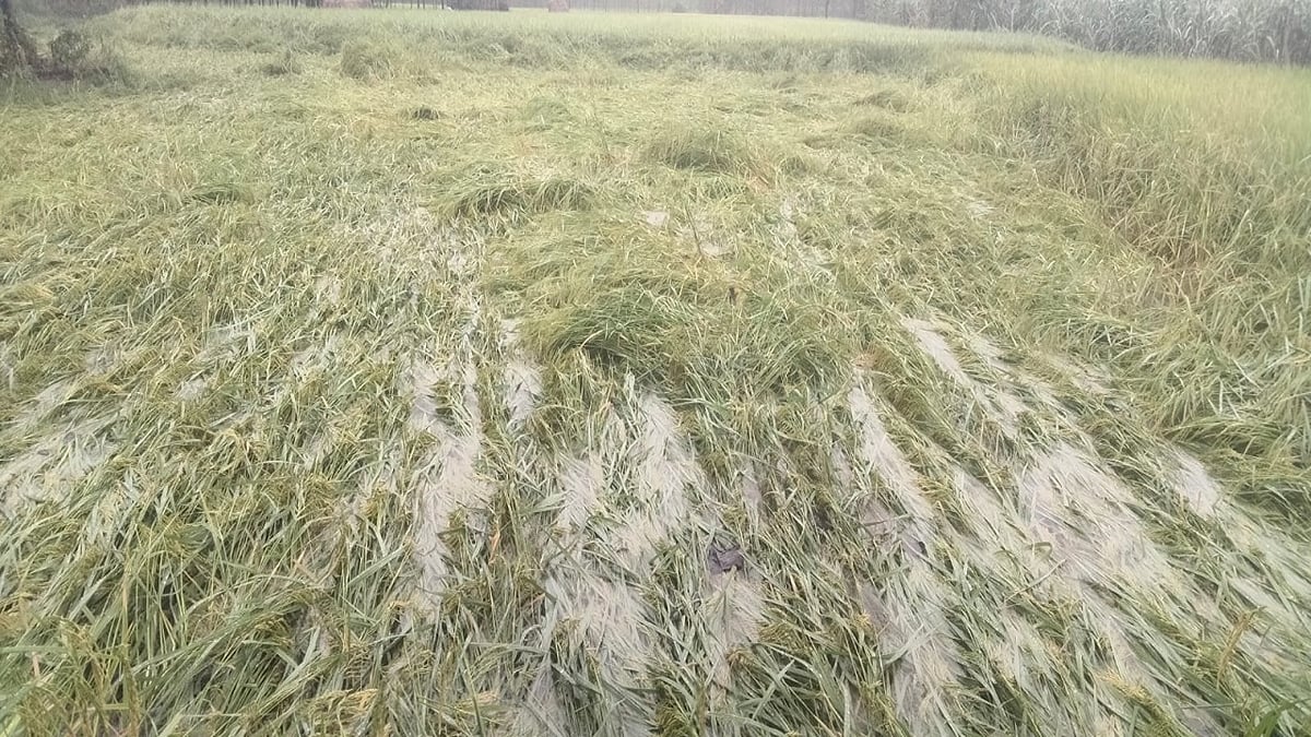 padd-crops_b1939c6286d046f2d1db426227f4fbff.jpeg