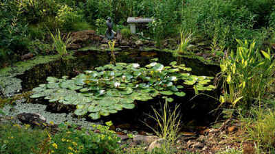 the-transformation-demonstrates-how-even-relatively-small-habitat-projects-can-make-a-difference-whe.jpeg