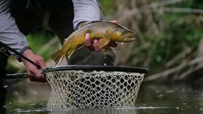 trout.jpg