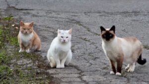 In 2025, New Zealand targeted feral cats threatening southern dotterels on Stewart Island; a year later the critically endangered bird’s population rose from 105 to about 160, its biggest annual gain in 32 years