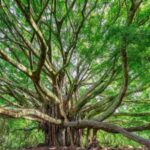 Two California neighbours settled a fight over 38 ficus trees with a $78,500 payment and 19 trees removed; years later, roots invaded again, and a 2026 appeals court upheld an order to remove the remaining 19 trees