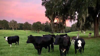 critter-creek-farm-sanctuary-.jpg