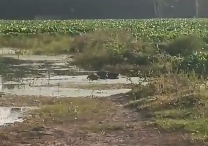gava-sharapara-kal-ka-samapa-talb-ma-magaramacachha-vadaya-garab_5f7ad4fc14983b8ed91e3d89a86bfe42.jp_.jpeg