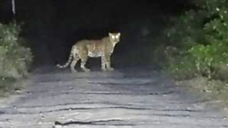 leopard_1d3947209649069243666770e02662cd.jpeg