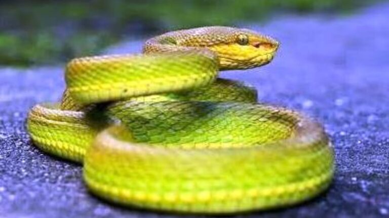 salazar-pit-viper-snake_800ee2a003b0054ce7524f947393969b.jpeg