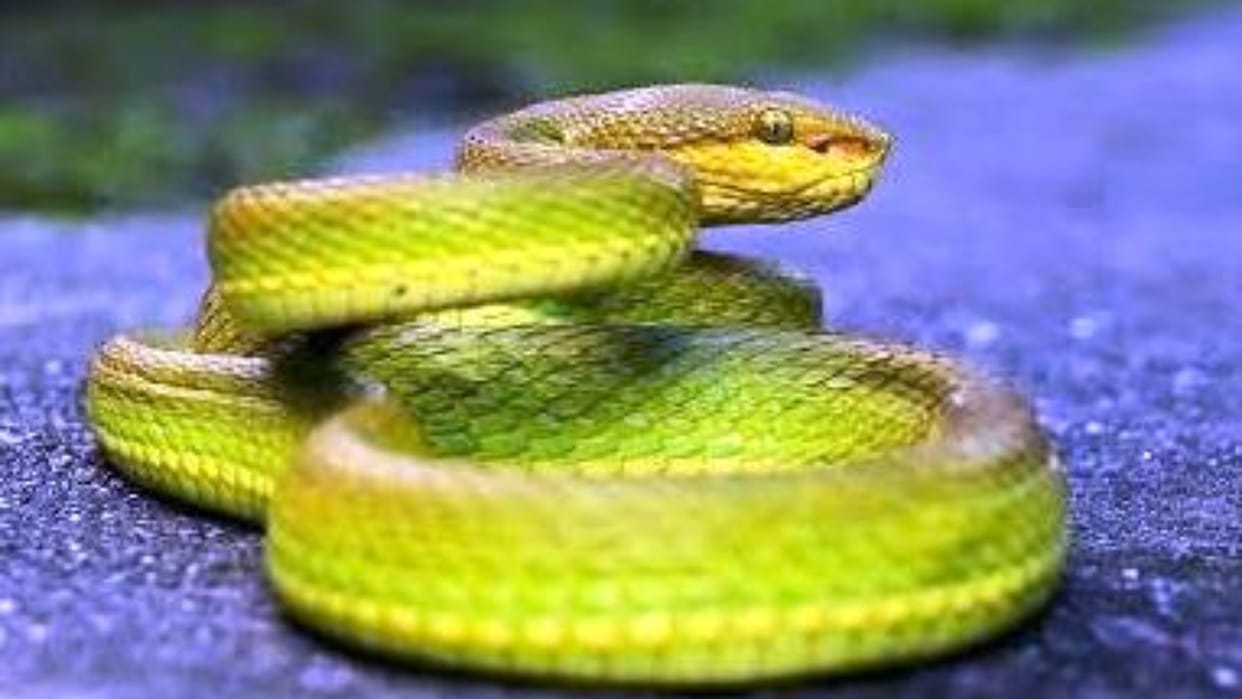 salazar-pit-viper-snake_800ee2a003b0054ce7524f947393969b.jpeg