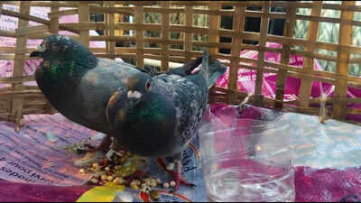 suspicious-pigeons-with-devices-intercepted-at-paradip-port.jpg