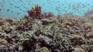 the-international-union-for-conservation-of-nature-recently-highlighted-the-alarming-vulnerability-o.jpeg
